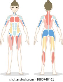 standing young woman you can see her muscle through the body : flat vector illustration