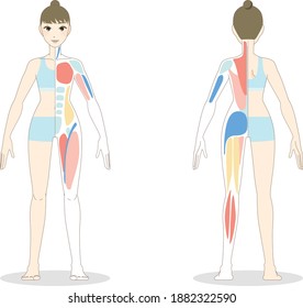 standing young woman you can see her muscle through the body : front and back : flat vector illustration