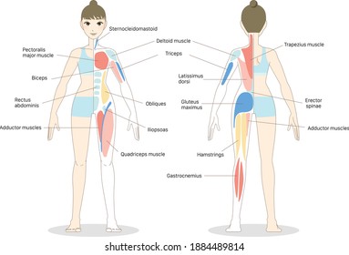 Standing Young Woman You Can See Her Muscle Through The Body : With The Explanation Of Each Muscle Written In Japanese : Front And Back : Flat Vector Illustration