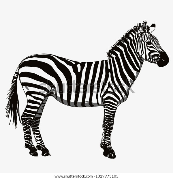 Zebre Permanent Image Vectorielle Dessin Noir Image Vectorielle De Stock Libre De Droits