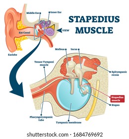 Stapedius muscle vector illustration. Labeled anatomical ear structure scheme. Educational graphic with middle and inner ear closeup. Smallest skeletal muscle in human body. Medical stapes infographic