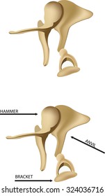 Stapes In The Human Body