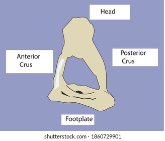 Stapes Stirrup Bone Figure Vector Art