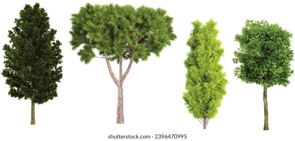 Staphyella pinnata,Moroccan cypress,Poplar,Cottonwood Trees isolated on white background, tropical trees isolated used for architecture 