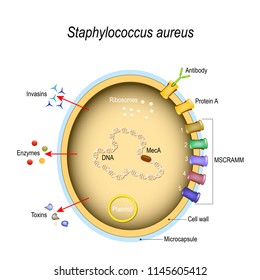 Staphylococcus aureus cell structure and pathogenic factors. Cell components. vector illustration for medical, educational and science use