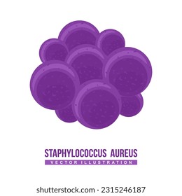 Staphylococcus aureus vector. Gram-positive spherically shaped bacterium, a member of the Bacillota. Frequently found in the upper respiratory tract and on the skin. Bacteria flat vector illustration