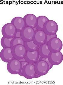 Staphylococcus Aureus Virus Science Vector Illustration