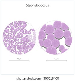 Staphylococcus bacterium vector illustration