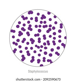 Staphylococcus, pathogenic bacteria. Bacterial microorganism isolated. Microbiology, infographic.