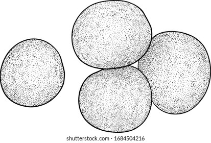 Staphylococcus-Virus, bakterielle Illustration, Zeichnung, Gravur, Tinte, Line Art, Vektorillustration