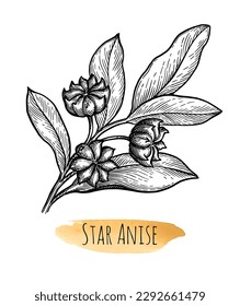 Star Anise Zweig. Handgezeichnete Tintenskizze einzeln auf weißem Hintergrund.