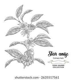Ilustração de vetor de ramo de anis estrelado. Flores e folhas badianas desenhadas à mão. Estilo do esboço.