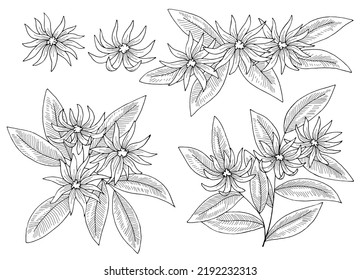 Star Anise Flower Graphic Black White Isolated Sketch Illustration Vector 