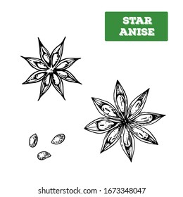 Star anise hand drawn vector illustration. Isolated sketch of anise star. Engraved illustration. Black and white.