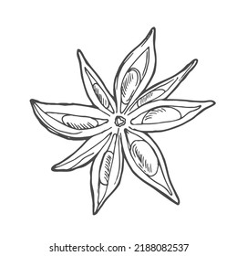 Star anise hand drawn vector illustration. Isolated sketch of anise star. Engraved illustration. Black and white.