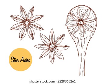 Ilustración vectorial dibujada a mano por el anís de estrella. Esbozo de la estrella del anís con cuchara de madera. Ingredientes de cocina y aromaterapia