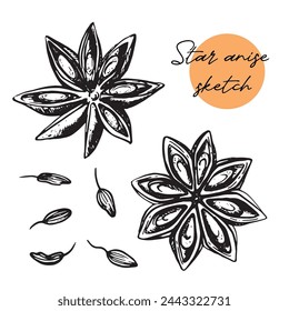 Star anise hand drawn vector illustration. Isolated sketch of anise star. Engraved illustration. Black and white.