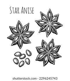 Star Anise Tintenskizze. Früchte und Samen. Handgezeichnete Illustration einzeln auf weißem Hintergrund.