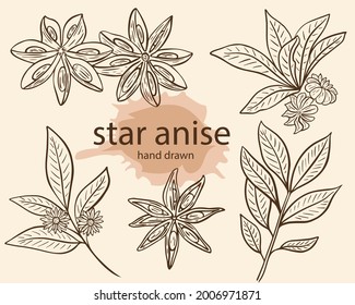 Star anise seasoning sketch, vector illustration. Set of anise stars and branch with flowers, line hand drawing. Fragrant spicy condiments, isolated object.