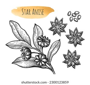 Star Anise Set. Branch, Früchte und Samen. Handgezeichnete Tintenskizze einzeln auf weißem Hintergrund.