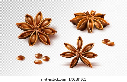 Star Anise. Set Of Star Anise Fruits. Quality Realistic Vector, 3d Illustration