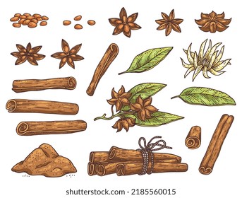 Star anise spicy aromatic plant big set of various elements of grower, hand drawn sketch or engraved vintage vector illustration isolated on white background.