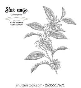 Sternanisbaum, Vektorgrafik. Handgezeichnete badische Zweig Blumen und Blätter. Skizzenstil.