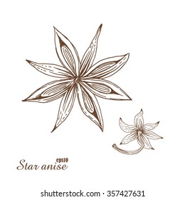 Star anise. Vector botanical illustration in woodcut style. Spices. The isolated vintage image on white background. Hand-drawn sketch.