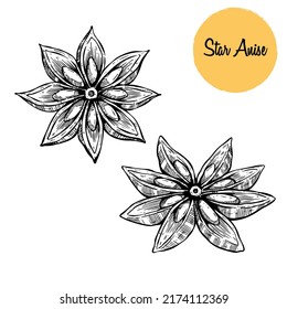 Star Anise Vector drawing. Hand drawn sketch. Seasonal food illustration isolated on white. Engraved style spice and flavor object