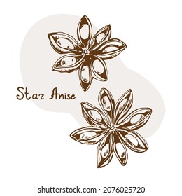 Star anise vector. Herbs and spices hand drawn vector illustration. Sketchy style.Vintage illustrations. Aromatic plants. Hand drawn sketch of food.Card design. Spices and herbs black and white design