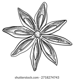 star anise vector line art hand drawn illustration