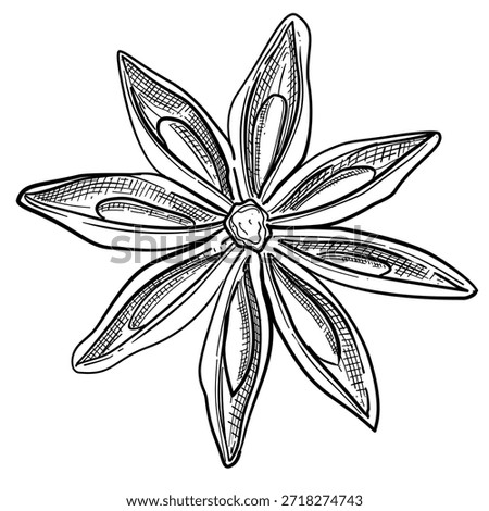 star anise vector line art hand drawn illustration