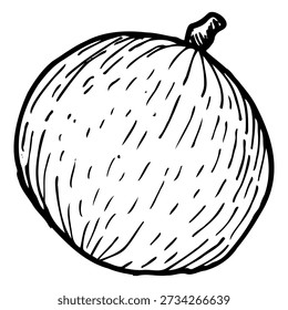 Star apple caimito vector illustration of a whole fruit isolated on a white background, drawn in vintage line art style with hand drawn sketch details and botanical aesthetics.