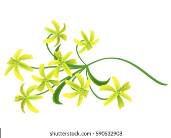 Star of Bethlehem flowers (Gagea lutea, Ornithogalum).  Hand drawn vector illustration of yellow spring flowers on white background