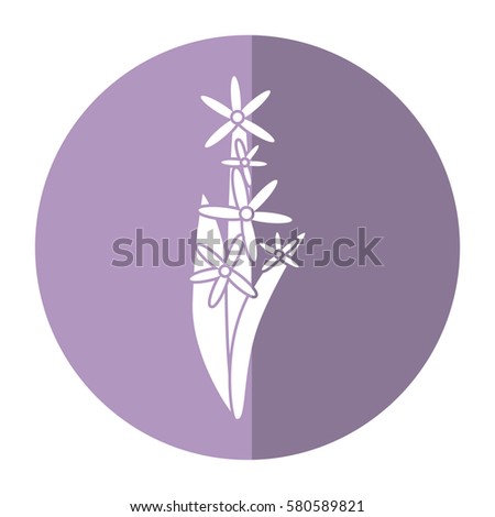 star cluster flower ornament shadow