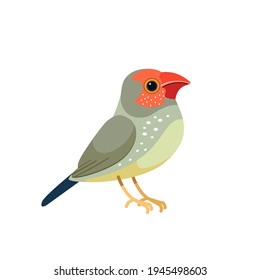 Star finches is a bird of the group Neochmia in the family astrilder. Small bird Cartoon flat style beautiful character of ornithology, vector illustration isolated on white.