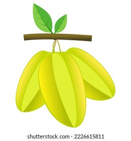 star fruit vector on green twigs and leaves