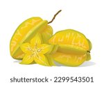 Star Fruits (Averrhoa carambola), a type of tropical fruit. Vector illustration isolated on white background, eps