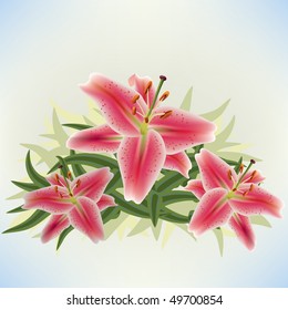 Star Gazer lilies on soft blue background.