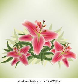 star gazer lilies on soft background
