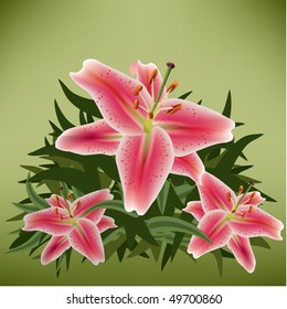 star gazer lilies on soft background