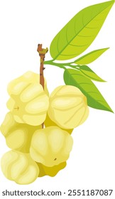 Estrela Gooseberry Fruit ou Phyllanthus acidus com Branch e Folhas Ilustração Isolada no Fundo Branco