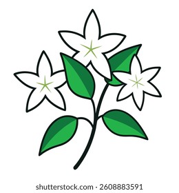 star jasmine flower vector image on white background