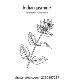 Star jasmine (Jasminum multiflorum), ornamental and medicinal plant. Botanical hand drawn vector illustration