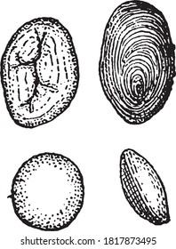 Starch, From the Dictionary of Word and Things, 1888.
