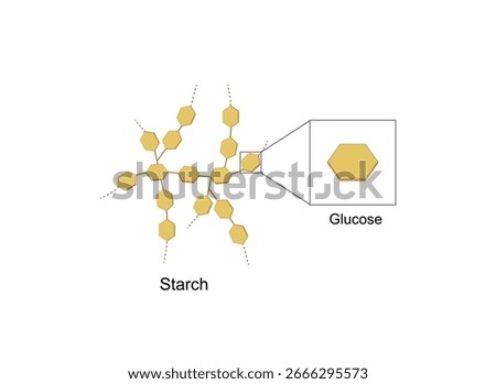 Starch molecule, Polysaccharide. Carbohydrates and Sugars Terminology. Scientific Design. Vector Illustration.