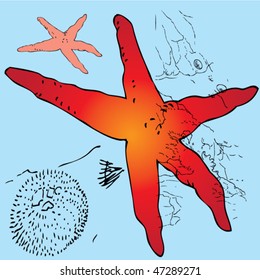 starfish