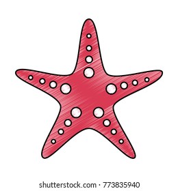 starfish animal wildlife ocean tropical