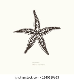 Starfish Asterias amurensis, hand drawn vector illustration.