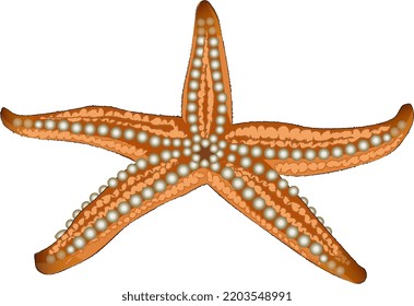 The starfish is a benthic marine animal with five ray-shaped legs with suction cups.
